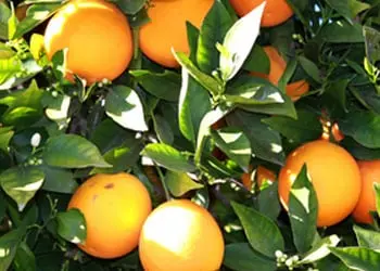 Citrus Flavonoids